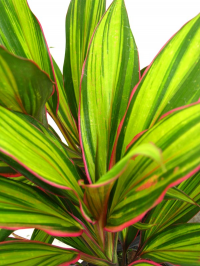 Houseplants Houseplants