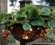 Strawberry Basket