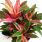 Cordyline Pink Edge