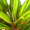 Cordyline Celestial Dawn