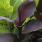 Canna Tropicanna Black