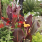 Canna Tropicanna 