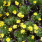 Euryops pectinatus