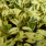 Ficus Starlight