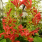 Columnea arguta