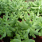 Sedum furfuraceum