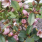 Fairy Magnolia