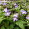 Streptocarpus Falling Stars