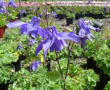 Aquilegia alpina