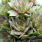 Sempervivum