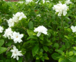 Gardenia veitchii