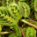 Maranta leuconeura Tricolor