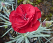 Dianthus Class Act