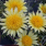 Gazania Lemon Twist