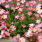 Saxifrage Purple Robe