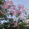 Dahlia imperialis Common Tree Dahlia