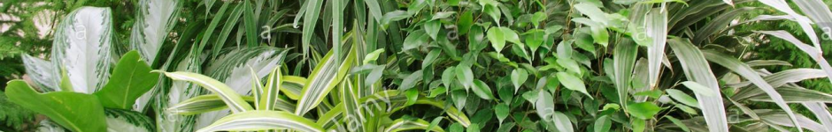 Gerainium Unique Red