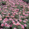 Arctotis Flamingo