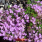 Thymus Bressingham Pink Thymus Bressingham Pink