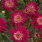 Angelic Bordeaux Angelic Bordeaux