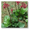Bergenia cordifolia Rotblum Bergenia cordifolia Rotblum