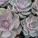 Echeveria Pearle von Nuremburg