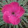 Dianthus Counterpart