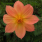 Tree Dahlia First Increment