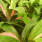Cordyline Beauty
