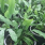 Phlebodium Blue Star
